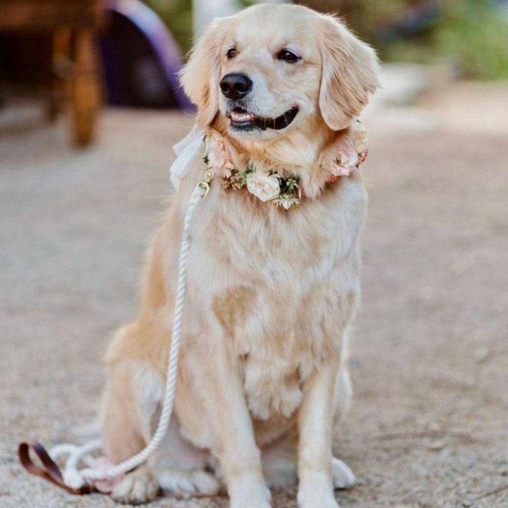 Dog at a wedding